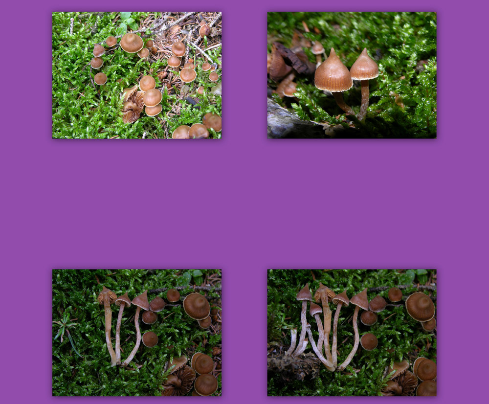 Ritrovamenti 29 luglio.